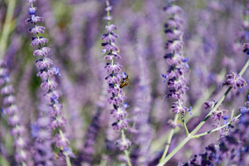 Fototapeta premium Composition of nature. Summer blooming flower. Blooming flower field. Field of lavender. Lavender flower in summer. France Provence field. Purple lavender bloom in nature. Aromatherapy concept