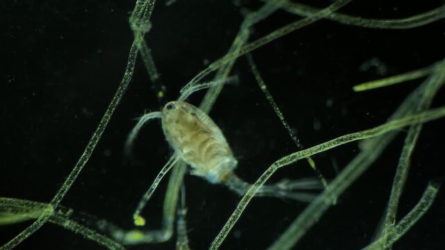 Microscopic Footage of Copepod at 100x Magnification