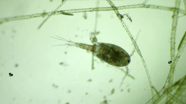 Microscopic Footage of Copepod at 100x Magnification