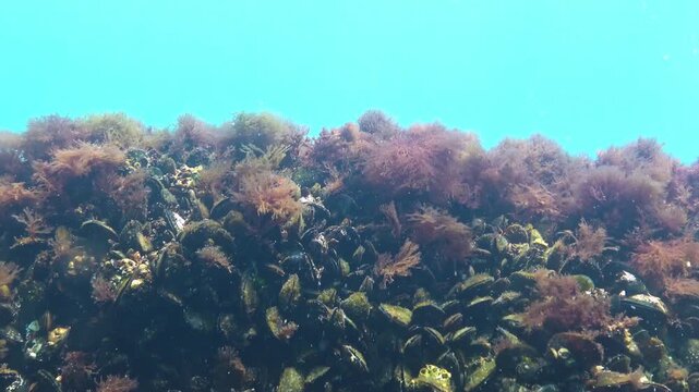 Macroalgae of the Black Sea, red and green algae Ceramium, Enteromorpha, Ulva grow on rocks near the shore