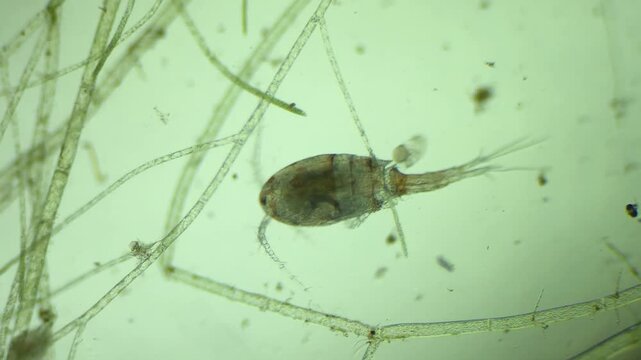 Microscopic Footage of Copepod at 100x Magnification