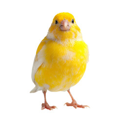 Obraz premium Png of a charming yellow canary isolated on transparent background, captured in a frontfacing studio shot, highlighting its fluffy plumage and endearing expression