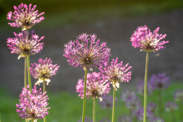 Beautiful purple allium inflorescences blooming in an Estonian garden during late spring 