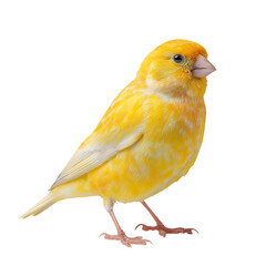 Png of beautiful yellow canary bird standing gracefully, isolated on transparent background, showcasing its vibrant plumage and delicate features in a studio shot