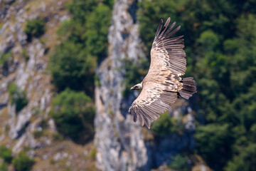 Griffon vulture in flight over the canyon