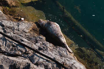 Los marinos echados bajo el sol
