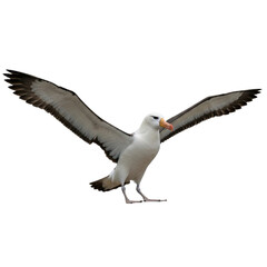 Fototapeta premium A white albatross with open wings and a yellow beak standing on a surface against a black background on transparent background