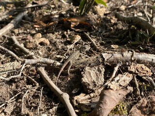 Lizard on the Forest Floor