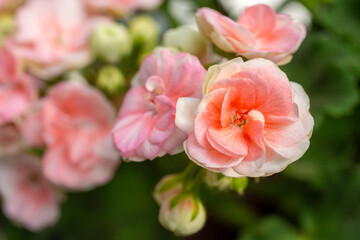 Double blooms of light pink zonal pelargonium on green background
