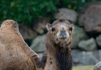 camel close up