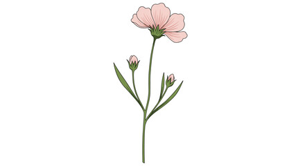 Elegant pink flower with buds on white background: detailed botanical art