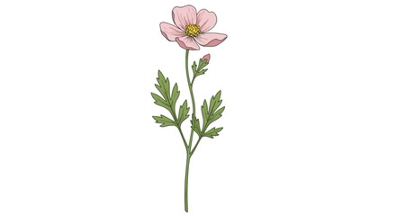 Delicate pink flower with green leaves on white background