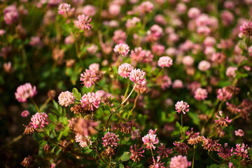 A garden filled with clover flowers showcases a display of delicate pink blooms amidst rich green leaves