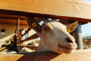 Close-up of a curious goat looking through a fence in the afternoon sunlight