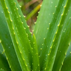 Close-up aloe vera leaves (2)