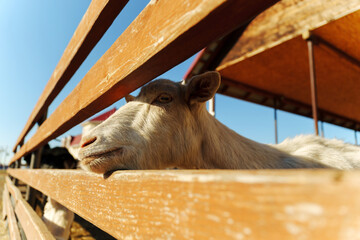 A goat leans on a wooden fence, enjoying the sun in a tranquil rural setting