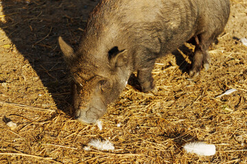 A curious brown pig explores its farmyard habitat during a sunny afternoon, snuffling through the straw for food