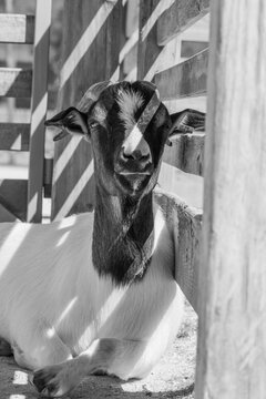 portrait of a goat