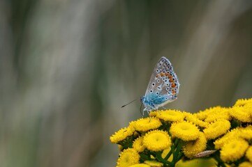 Common Blue Butterfly on Yellow Tansy Flowers