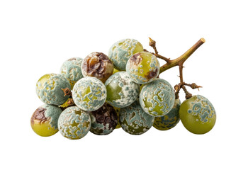 A macro photo of 7-9 green grapes with white and bluish-green mold, deteriorating on a woody vine segment, isolated on a clean transparent background, precise study of organic decay