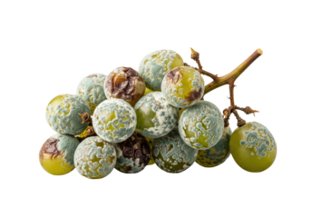 A macro photo of 7-9 green grapes with white and bluish-green mold, deteriorating on a woody vine segment, isolated on a clean transparent background, precise study of organic decay