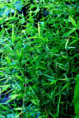 Obraz premium Green bamboo leaves close-up in natural sunlight Close-up view of fresh green bamboo leaves in natural sunlight. Vibrant texture and organic background, perfect for eco themes, nature concepts.