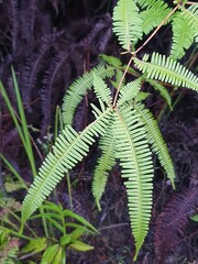 green fern leaves