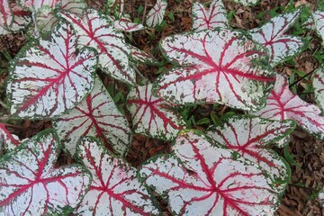 Colorful Caladium leaves in Florida zoological garden, closeup