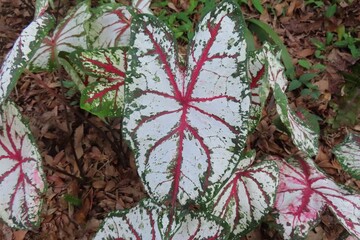 Colorful Caladium leaves in Florida zoological garden, closeup