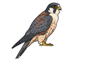 A stylized illustration of a Qatar? falcon grace, showcasing its distinctive markings. Clean lines and a soft color palette create a visually appealing and commercially viable image.
