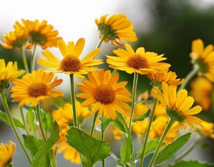 Obraz premium arnica plants for alternative medicine transparency background