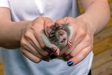 Young Woman Holding Cute Rat in Hands