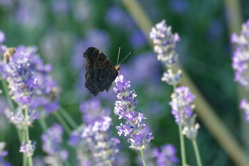 European peacock butterfly (Aglais io) perched on lavender in Zurich, Switzerland
