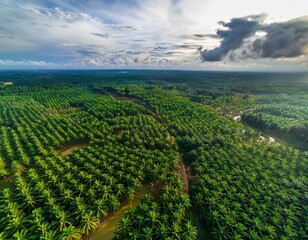 Naklejka premium bird s eye perspective of lush palm oil fields in a tropical region