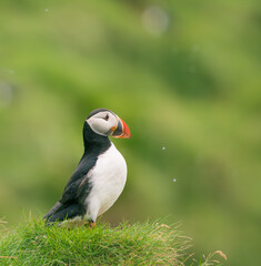 atlantic puffin or common puffin