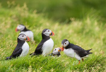 atlantic puffin or common puffin colony