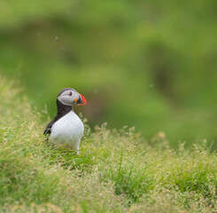 atlantic puffin or common puffin