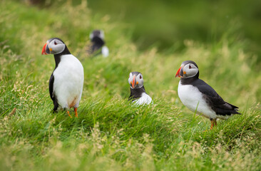 atlantic puffin or common puffin colony