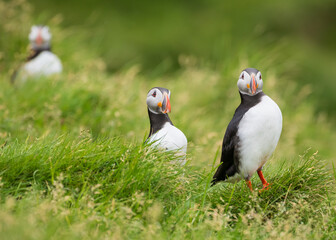 atlantic puffin or common puffin colony