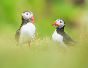 atlantic puffin or common puffin colony
