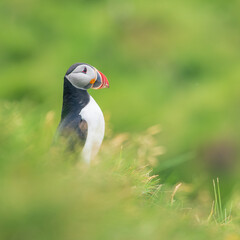 atlantic puffin or common puffin
