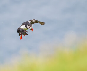 puffin in flight