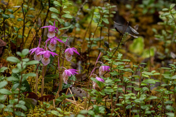 Beautiful wild orchid, calypso orchid, fairy slipper, Calypso bulbosa blooming in spring in Finnish nature at Oulanka National Park