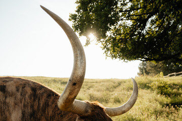 Obraz premium Texas longhorn cattle grazing in a Kansas pasture at sunset, showcasing their iconic wide horns and rustic beauty in a natural farm setting.