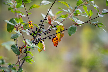 autumn leaves on a branch