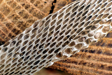 Close up of the shed skin of a European Whip Snake (Hierophis viridiflavus)

