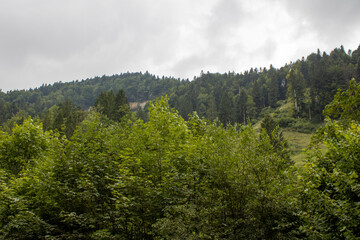 forest in the mountains
