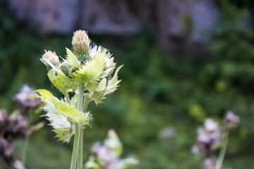 blossom in the gorge