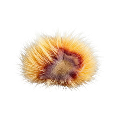 Microscopic macro view of translucent peach fuzz (trichomes) with matted hairs on a brown-purplish bruise, isolated on pristine transparent background. Concept of natural imperfection
