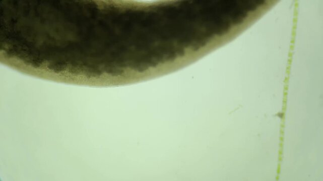 Planarian under the microscope at 40x Magnification